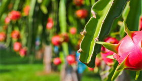 Begin your waiver-prepared day with Vietnam’s tranquil ambiance